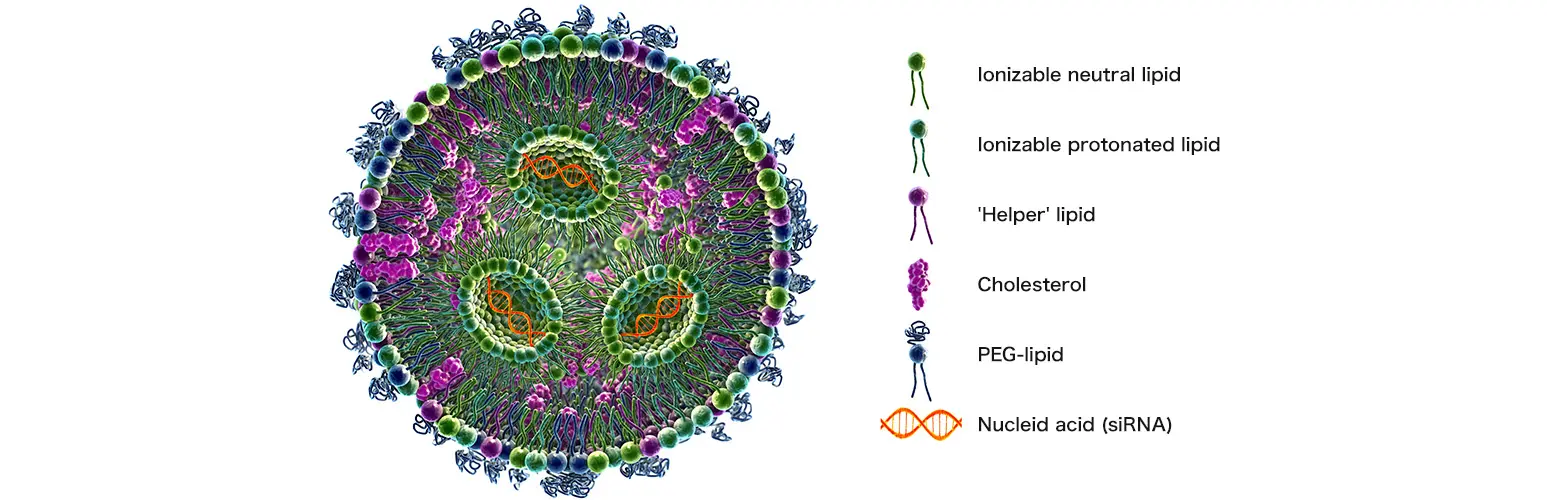 siRNA lipid nanoparticle delivery system