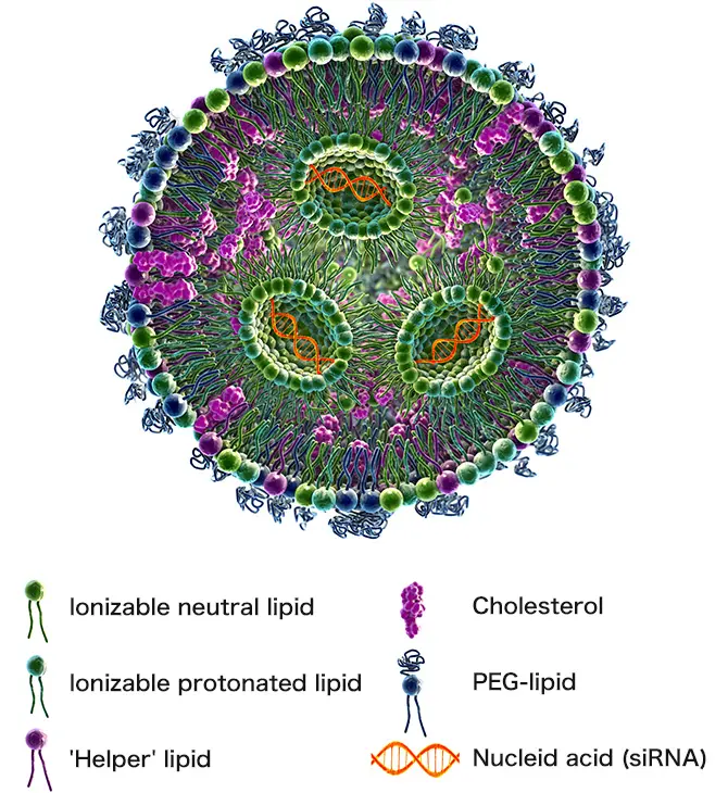 siRNA lipid nanoparticle delivery system