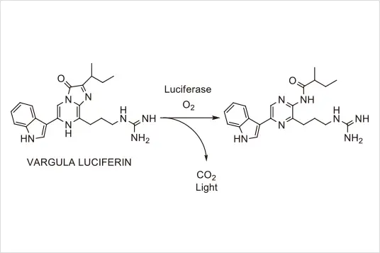 テーマ 1:VARGULA LUCIFERIN