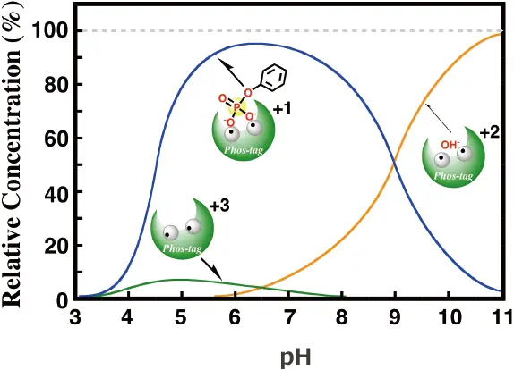 Phos-tag™ とモデルリン酸化合物のpH依存的な水溶液内化学種の組成