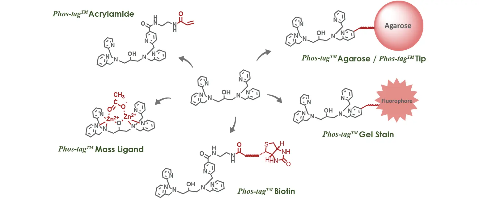 Phos-tag™ とモデルリン酸化合物のpH依存的な水溶液内化学種の組成