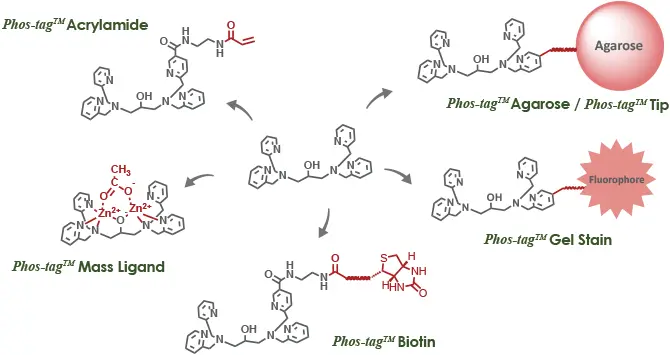Phos-tag™ とモデルリン酸化合物のpH依存的な水溶液内化学種の組成