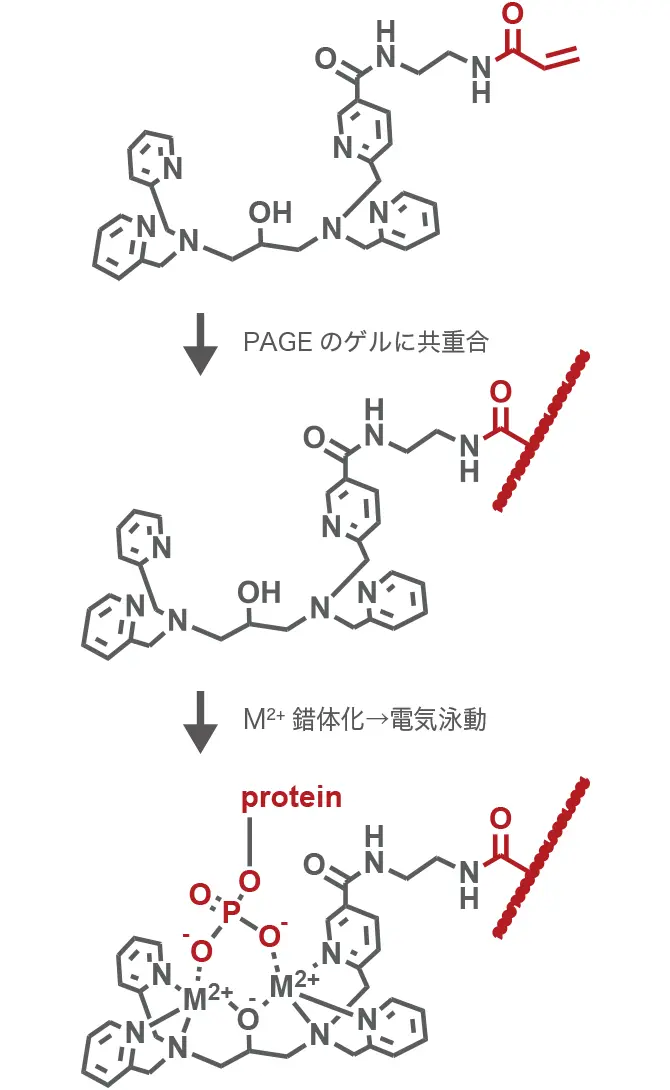 電気泳動によるリン酸化状態解析