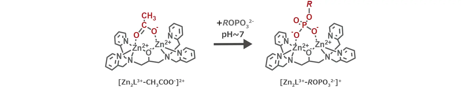 生体内リン酸化化合物検出感度UPのための誘導化剤