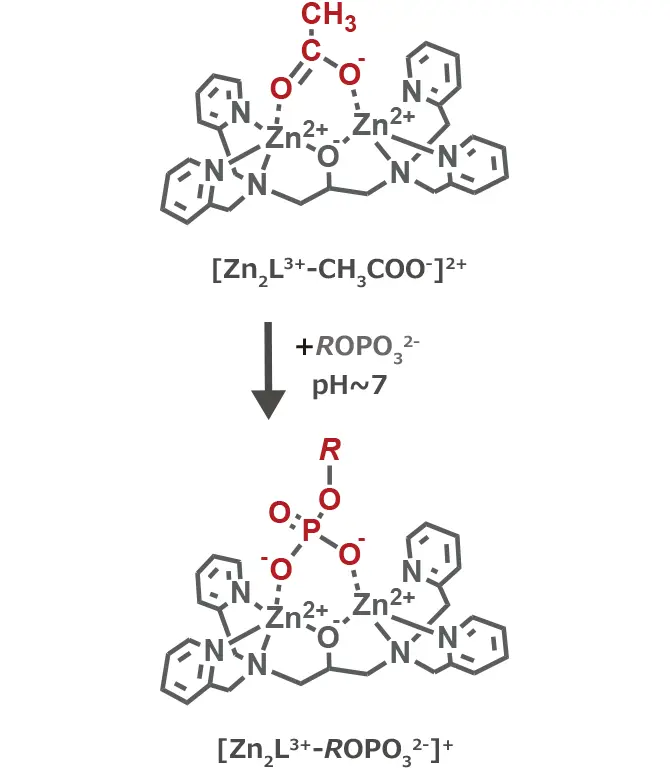 生体内リン酸化化合物検出感度UPのための誘導化剤