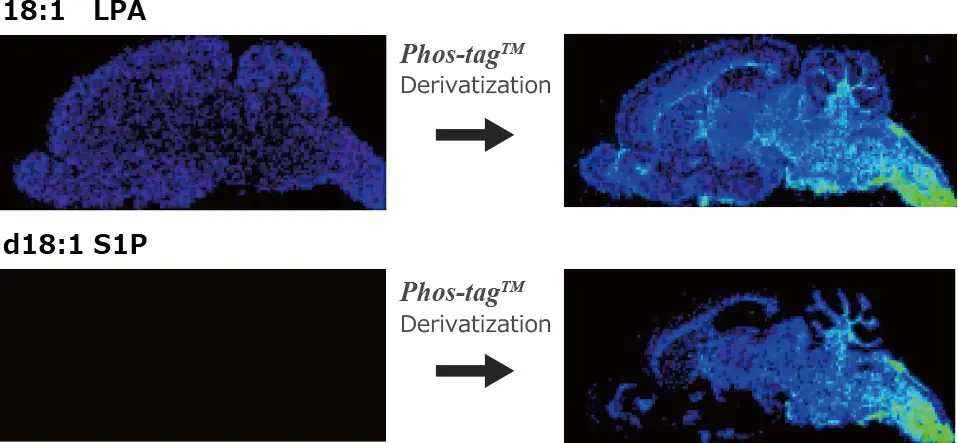 イメージングMS 解析においても Phos-tag™ 誘導化でリン脂質の局在可視化が可能となりました!