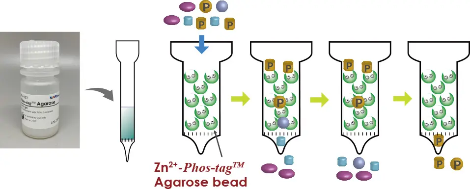 Phos-tag™ Agarose