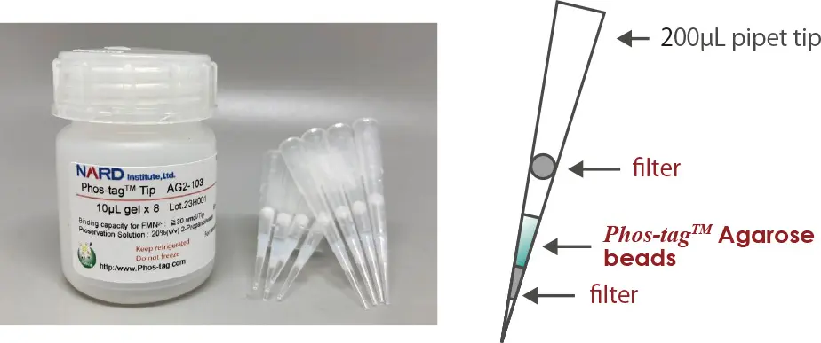 Phos-tag™ Tip