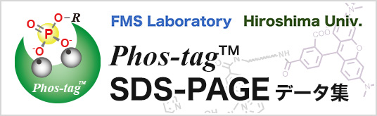 Phos-tag SDS-PAGE データ集