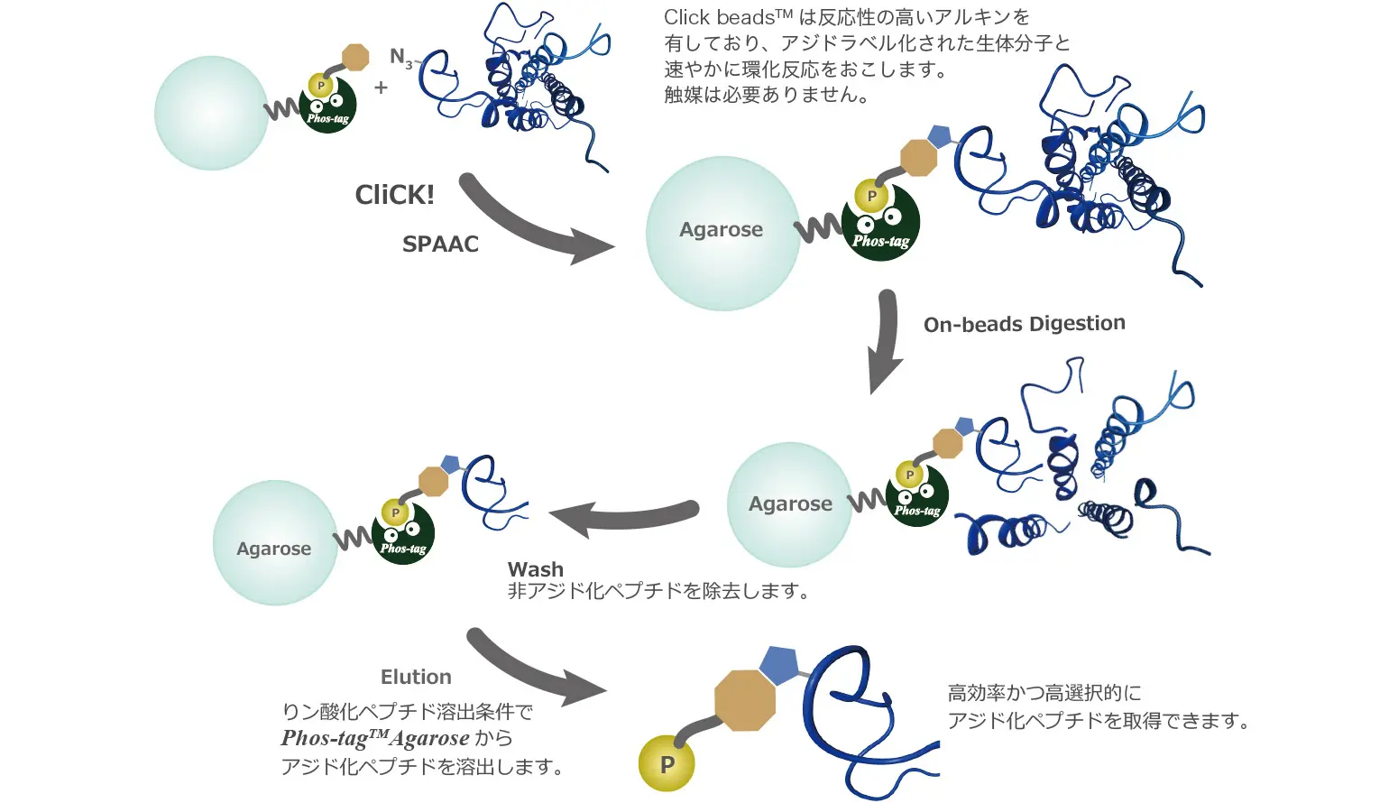 アジド化ラベルされた新規合成タンパク質を直接分析するための濃縮技術