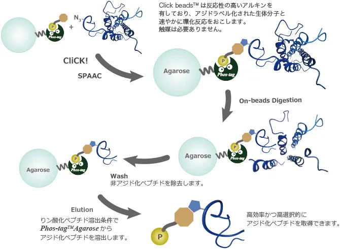 アジド化ラベルされた新規合成タンパク質を直接分析するための濃縮技術