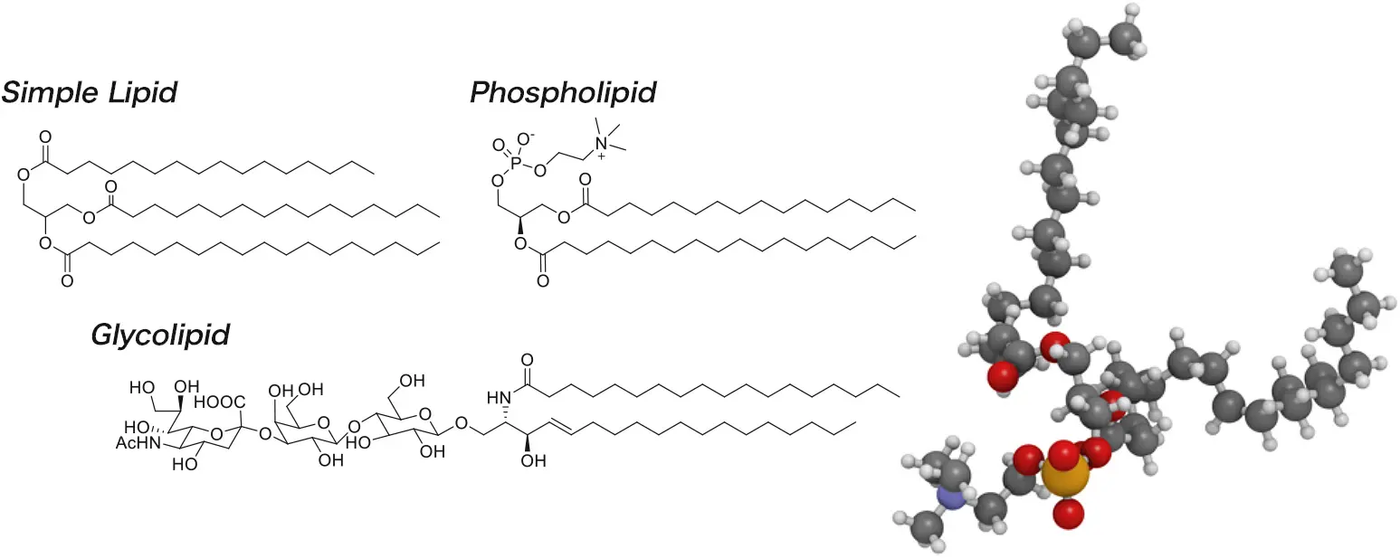 Lipid compound
