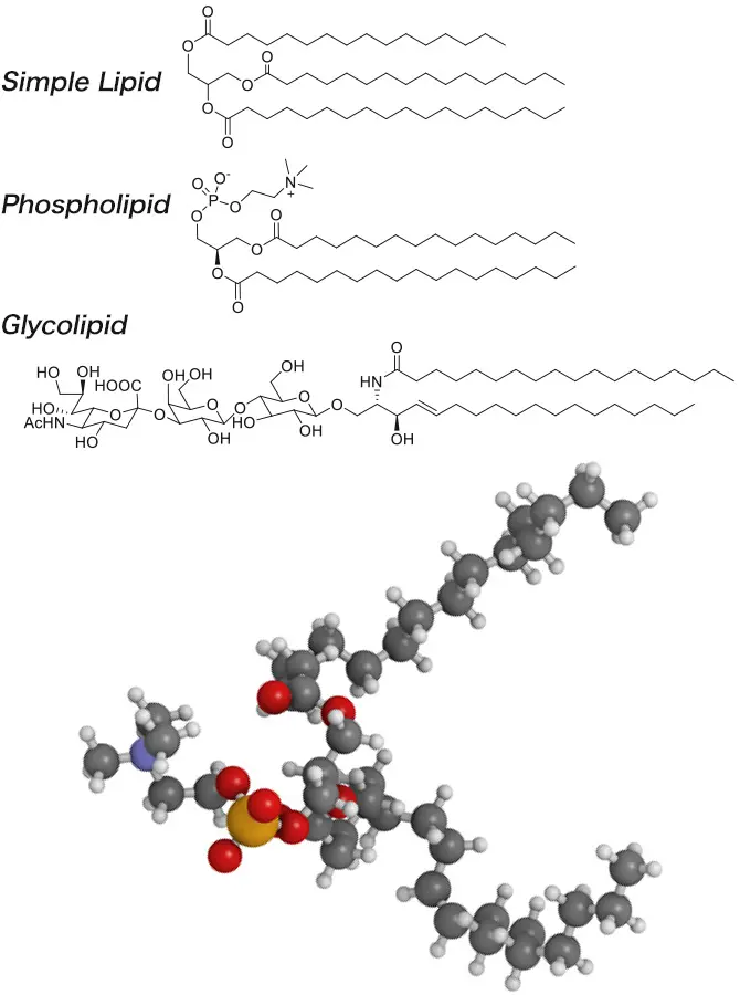 Lipid compound