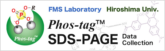 Phos-tag SDS-PAGE Data Collection